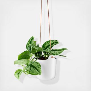 Self Watering Hanging Pot