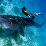 Swimming with Whale Sharks