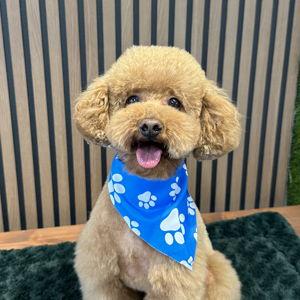 One-Year of Grooming for Our Furbaby, Kopi