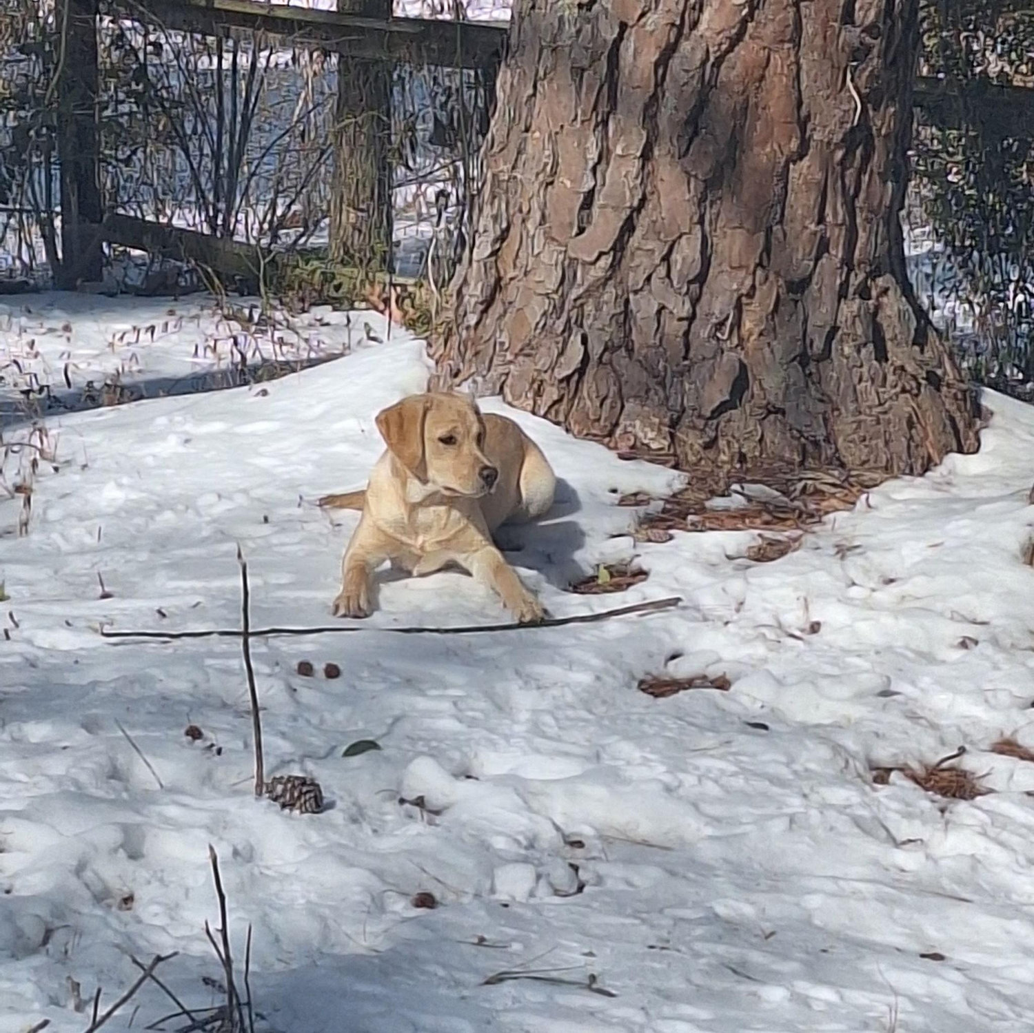 Snow day!
