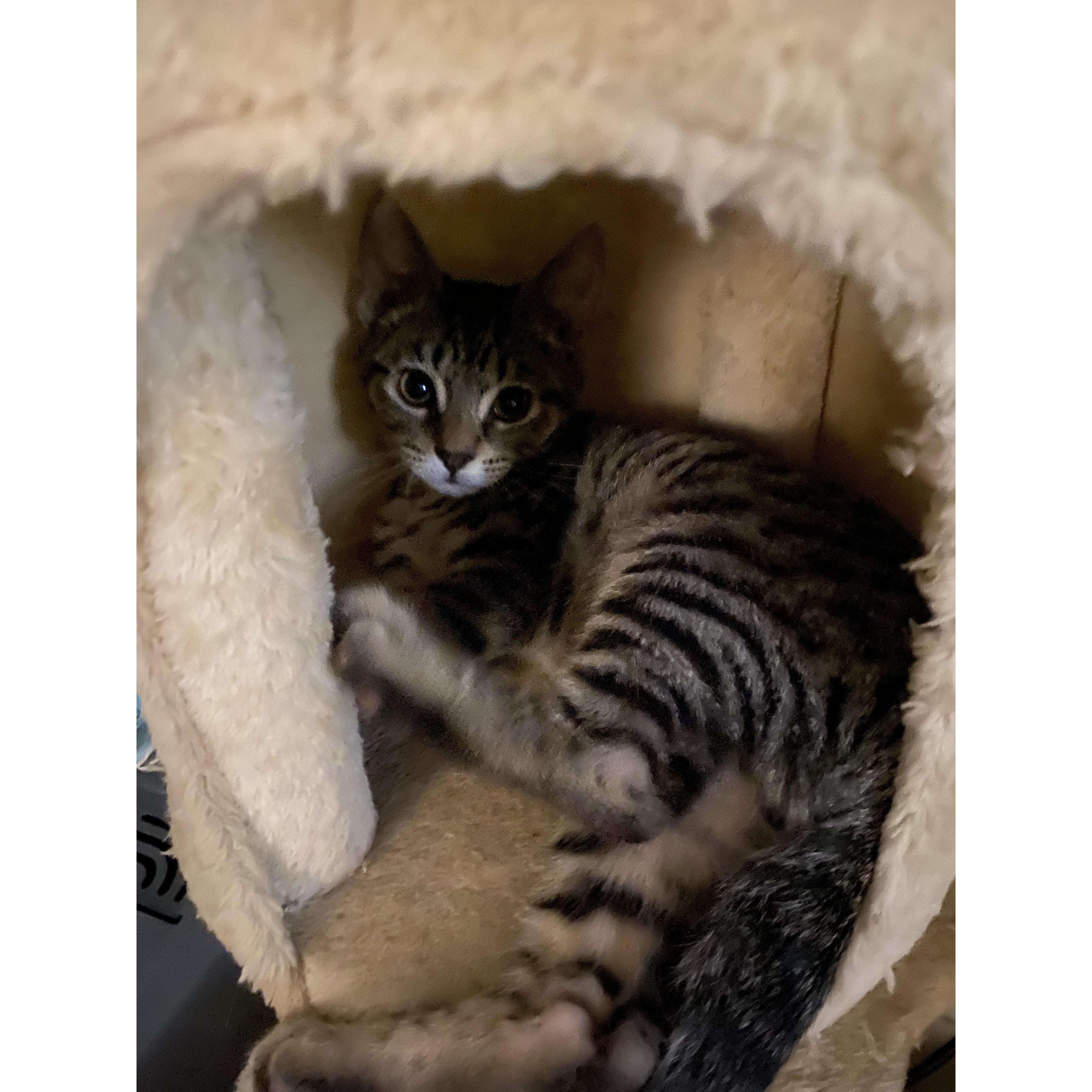Our cat, Oliver