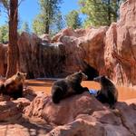 Bearizona Wildlife Park