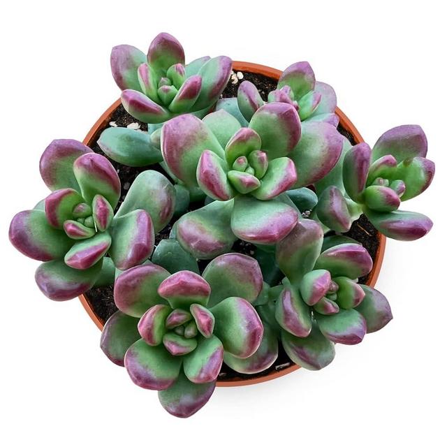 4-inch Live Succulent Sedum lucidum Obesum, Succulents Plants Fully Rooted in Pots with Soil, Easy-Care House Plants for DIY, Home Office Decoration