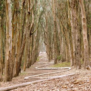 Presidio Exploration Hike - San Francisco
