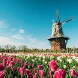 Tulip Time