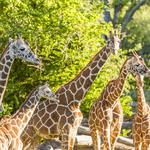 Fort Worth Zoo