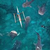 Oslob Whale Shark Watching