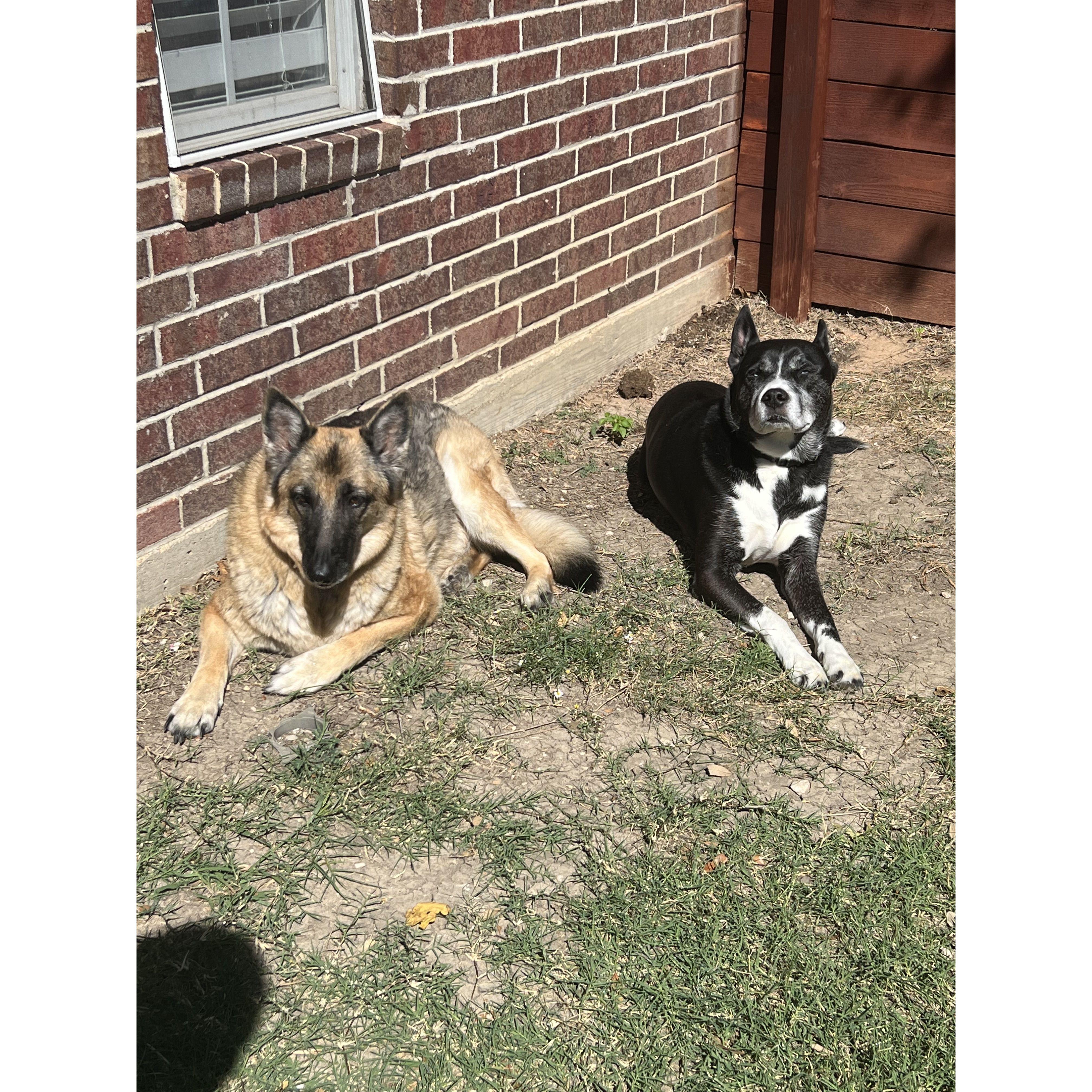 Our fur babies - Beckett & Caesar 