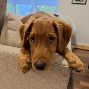 Doggy Daycare