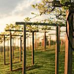 Chateau Elan Winery & Resort