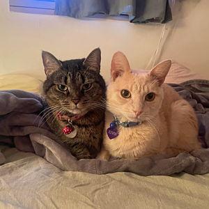Meowbox 1 Month Subscription