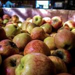 Aamodt's Apple Farm