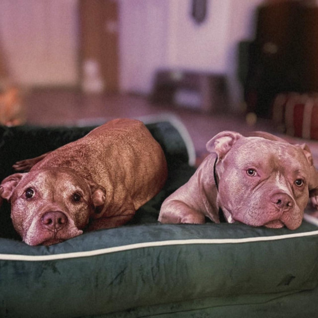 Doggy Care!