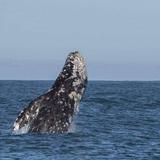 Whale Watching