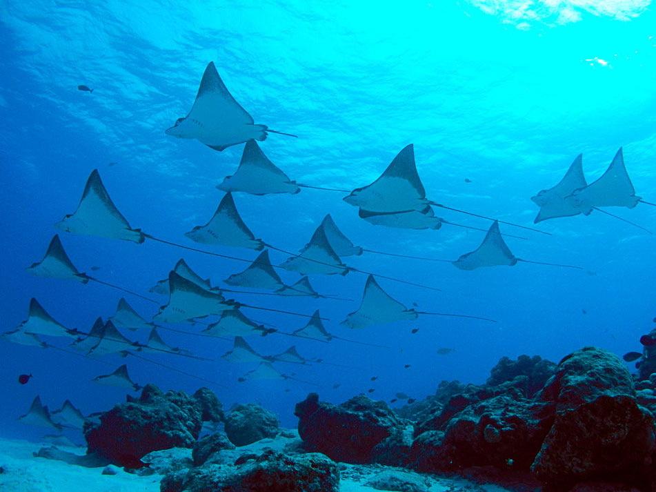 Boat Tour & Manta Ray Snorkeling Excursion