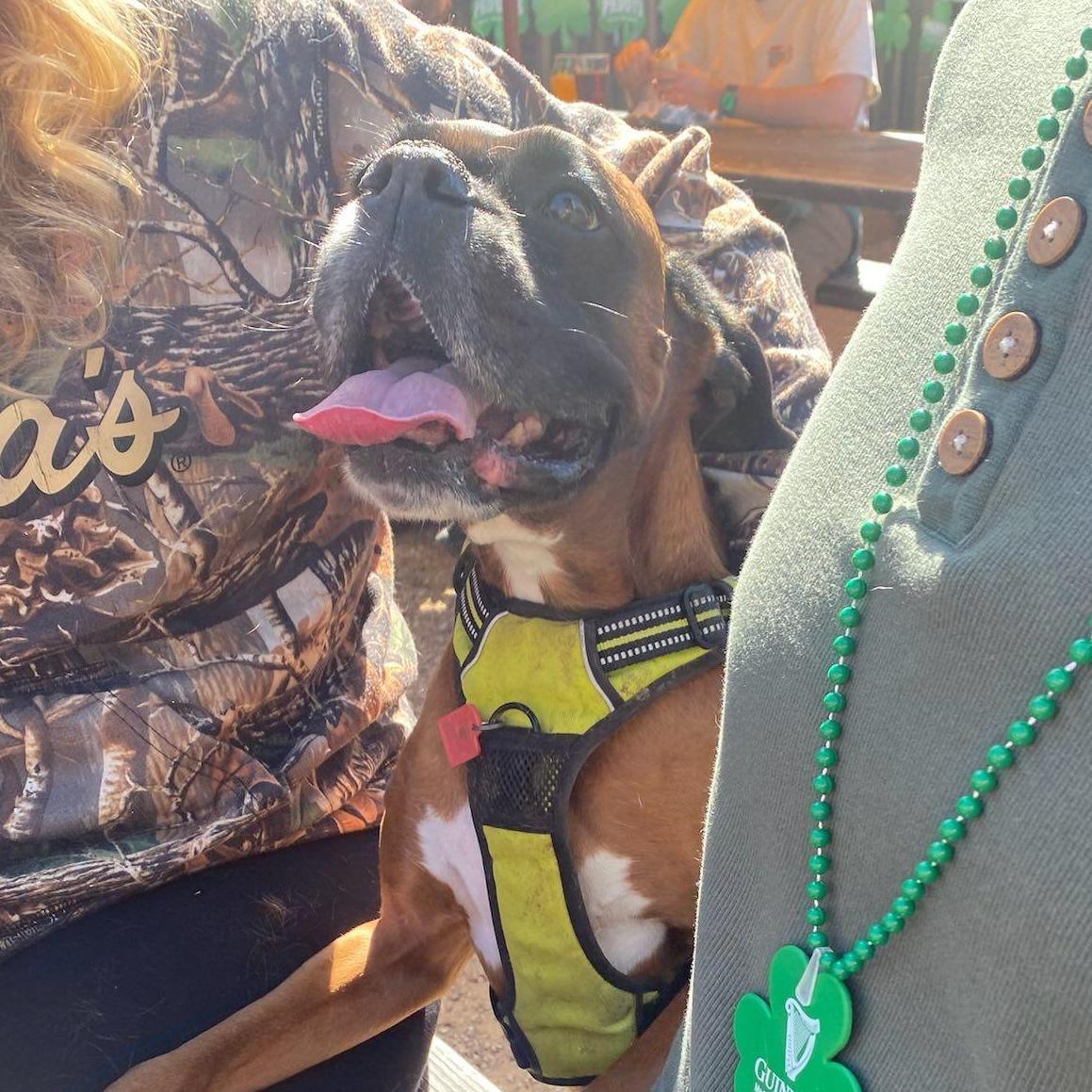 Matilda on St. Patricks Day 2025