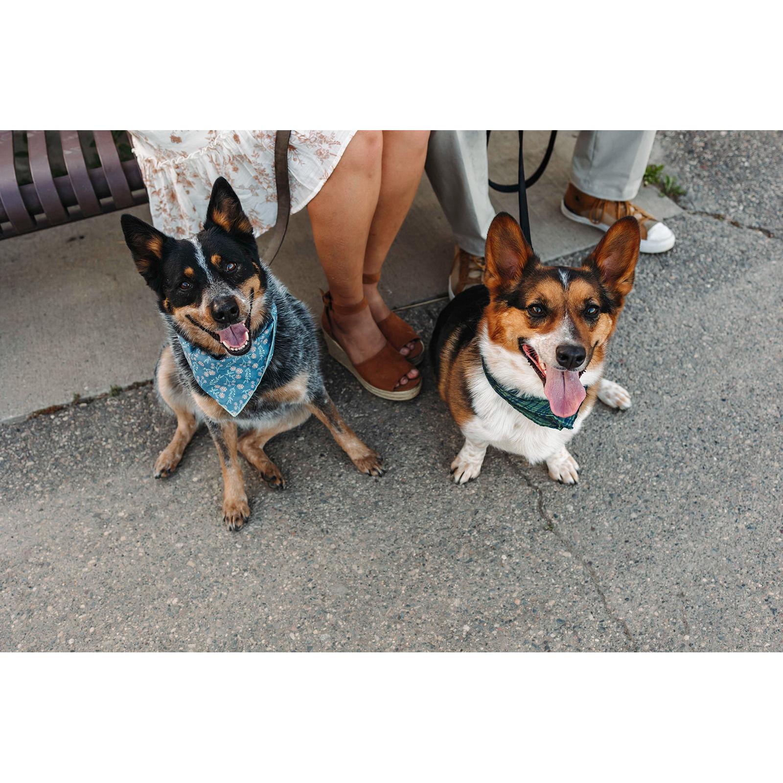 Our fur babies! (Whiskey is the blue heeler and Boone is the corgi)