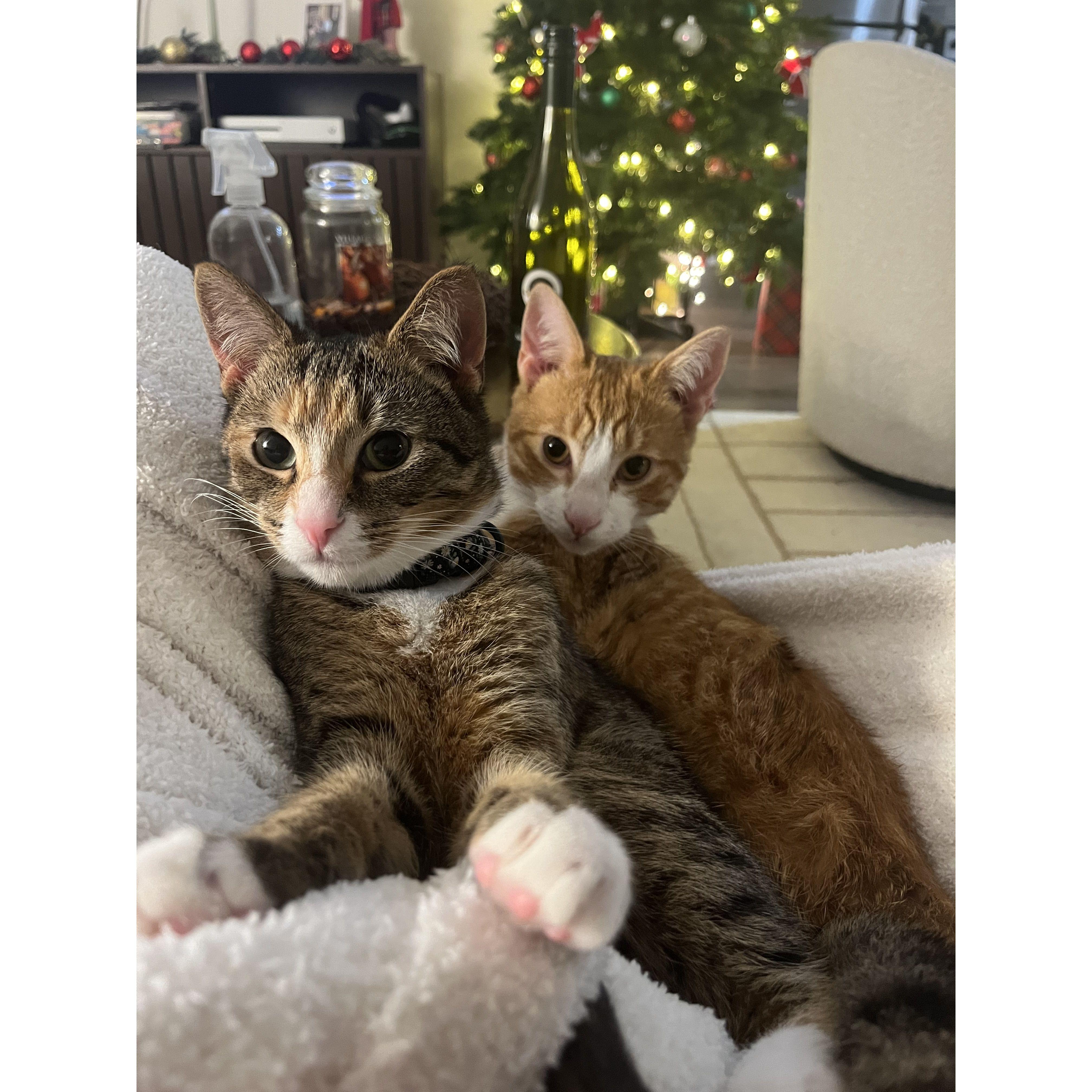 The couple's beloved Bonnie and Clyde at Christmas time