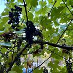 Benziger Family Winery