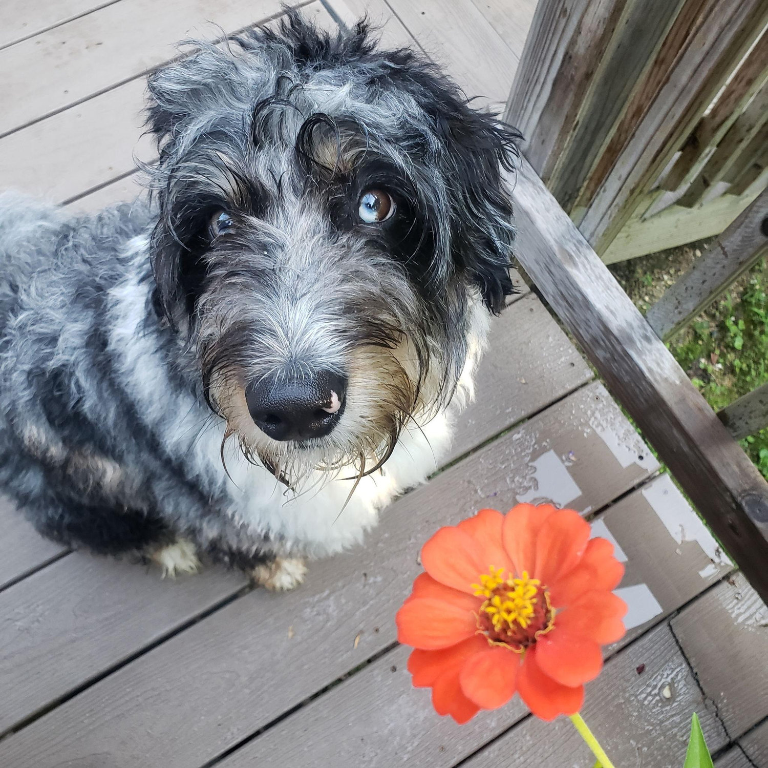 Flower pup