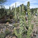 Arizona-Sonora Desert Museum