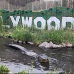 Colorado Gators Reptile Park