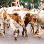 Fort Worth Stockyards