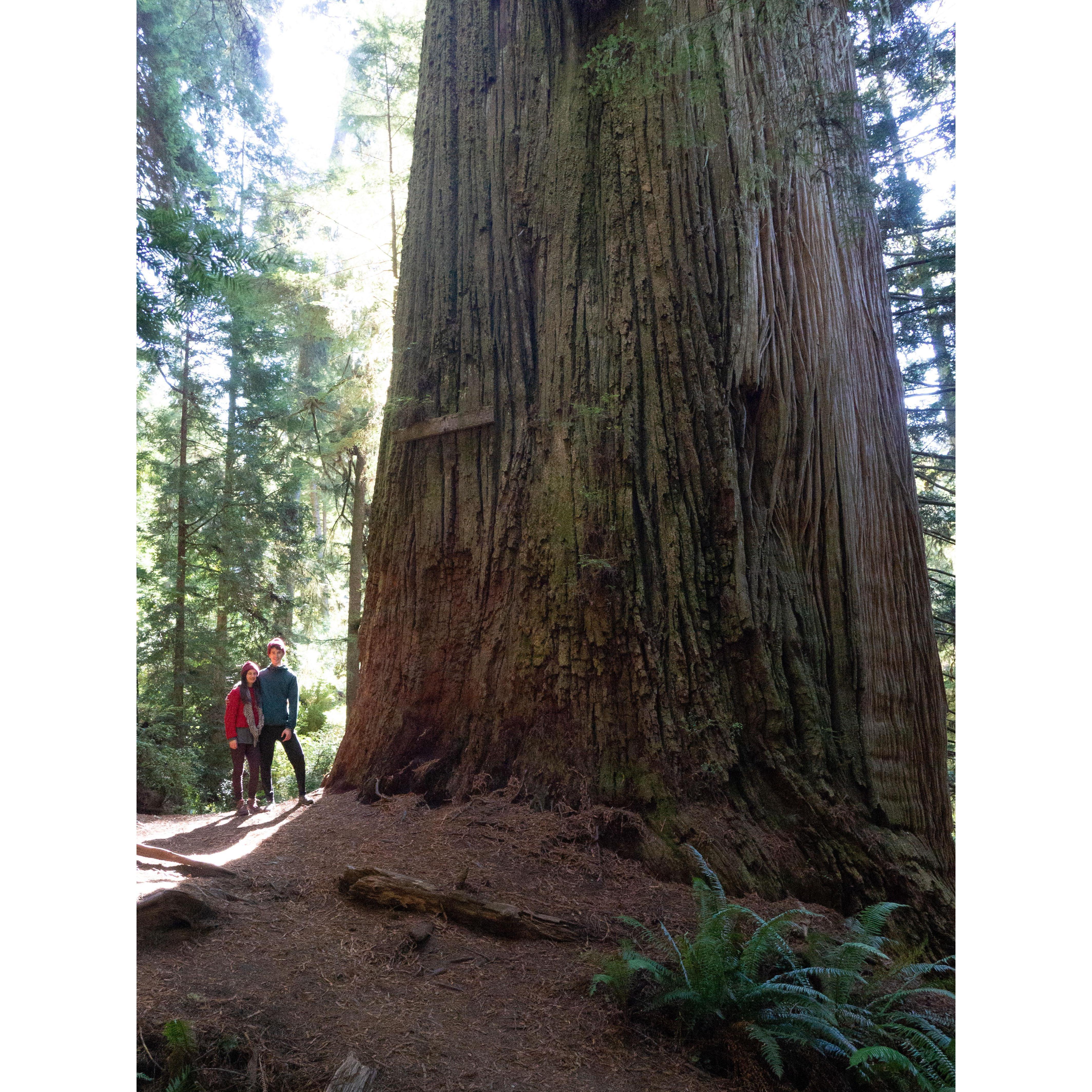 Jedediah Smith Redwood State Park, California 2019