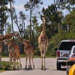 Lion Country Safari