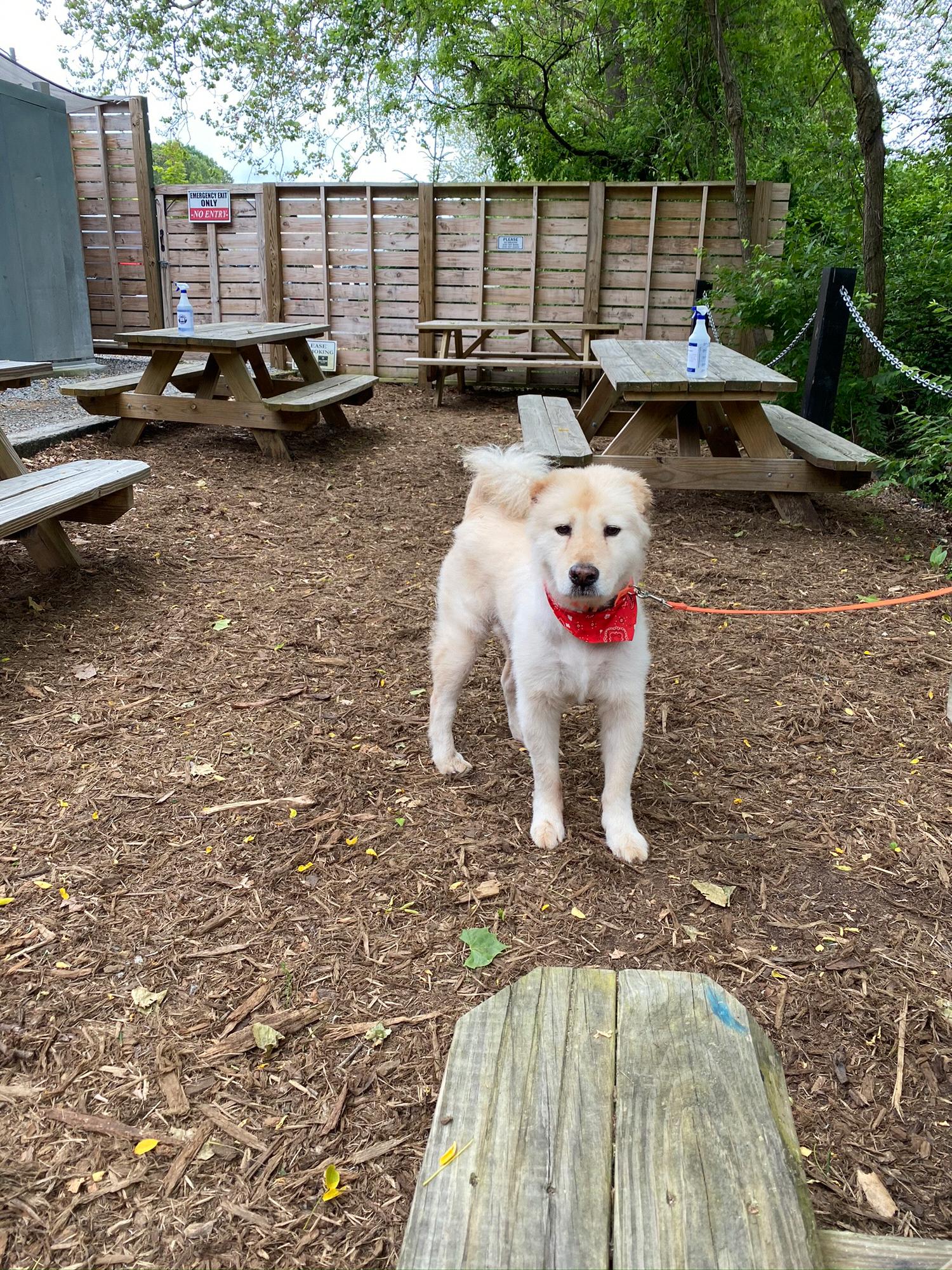 Jake the dog growing some fur and putting on some weight