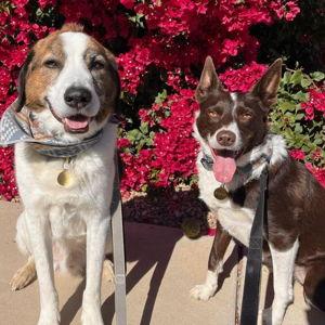 Denny & Rogan’s Staycation Fund 🐾✨