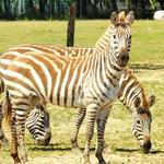 Cape May County Park & Zoo