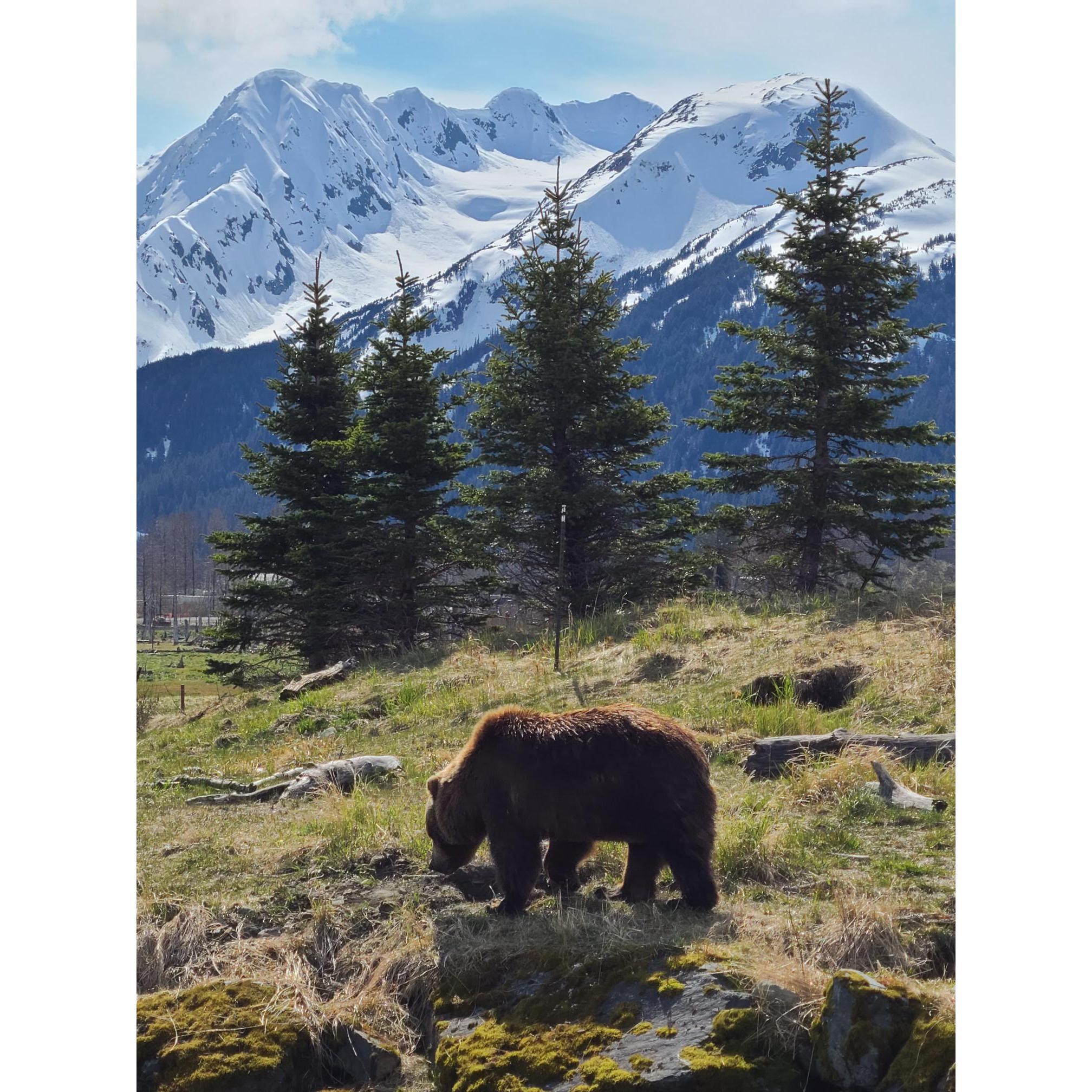 BEAR!!