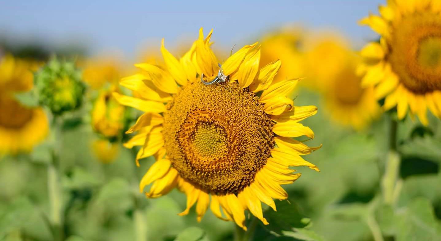 Footer image