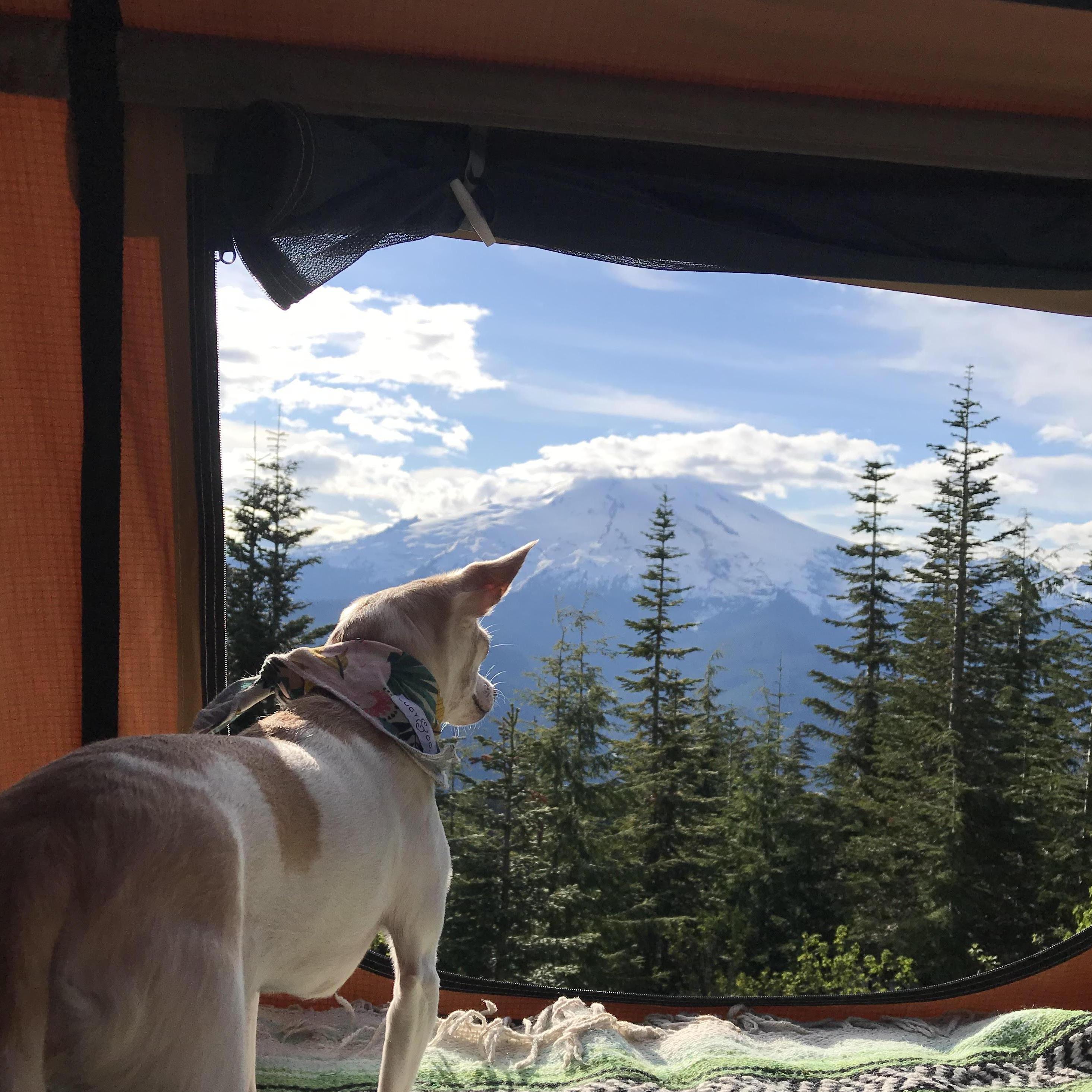 One of our favorite things to do is camp with our fur baby, Maddy