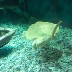 North Carolina Aquarium on Roanoke Island
