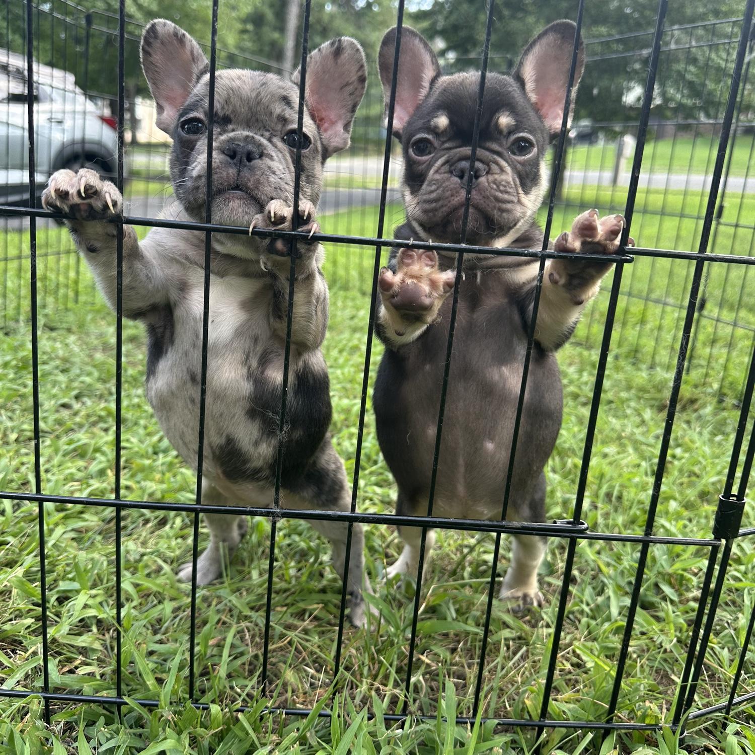 Coco and pebbles 🐾