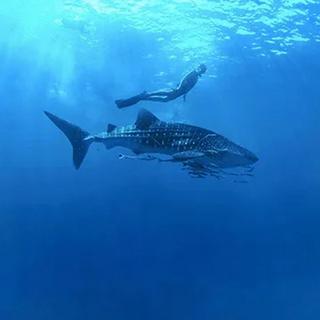 Whale Shark Snorkeling for 2 - Cabo San Lucas