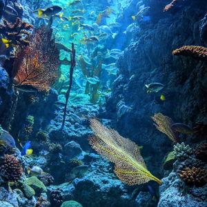 Snorkeling over a coral reef