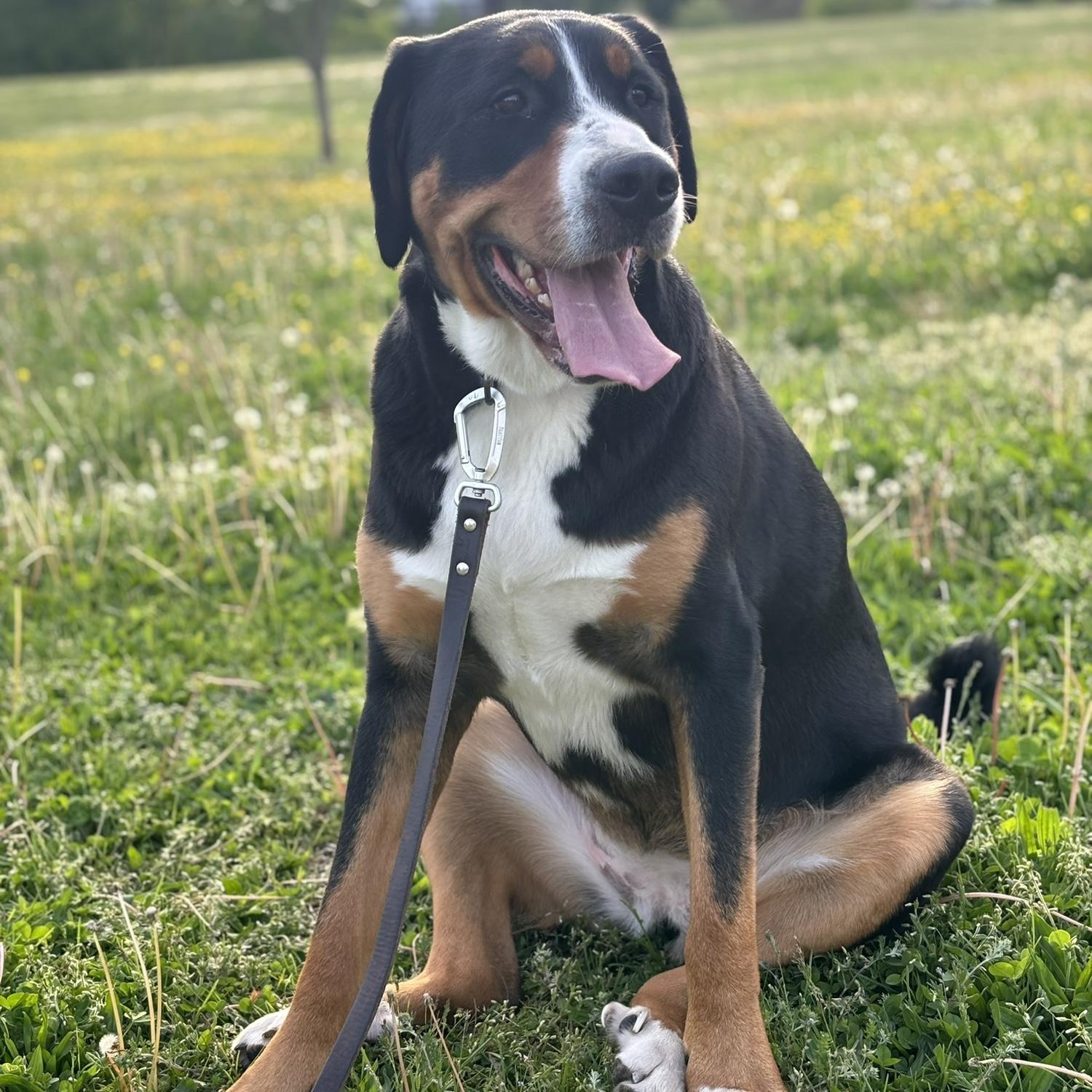 Our good girl, Dakota. 2024