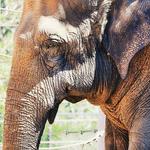 SAN DIEGO ZOO