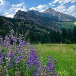 Best Wildflower Hikes