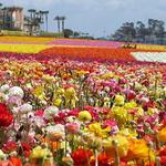 Flower Fields Way