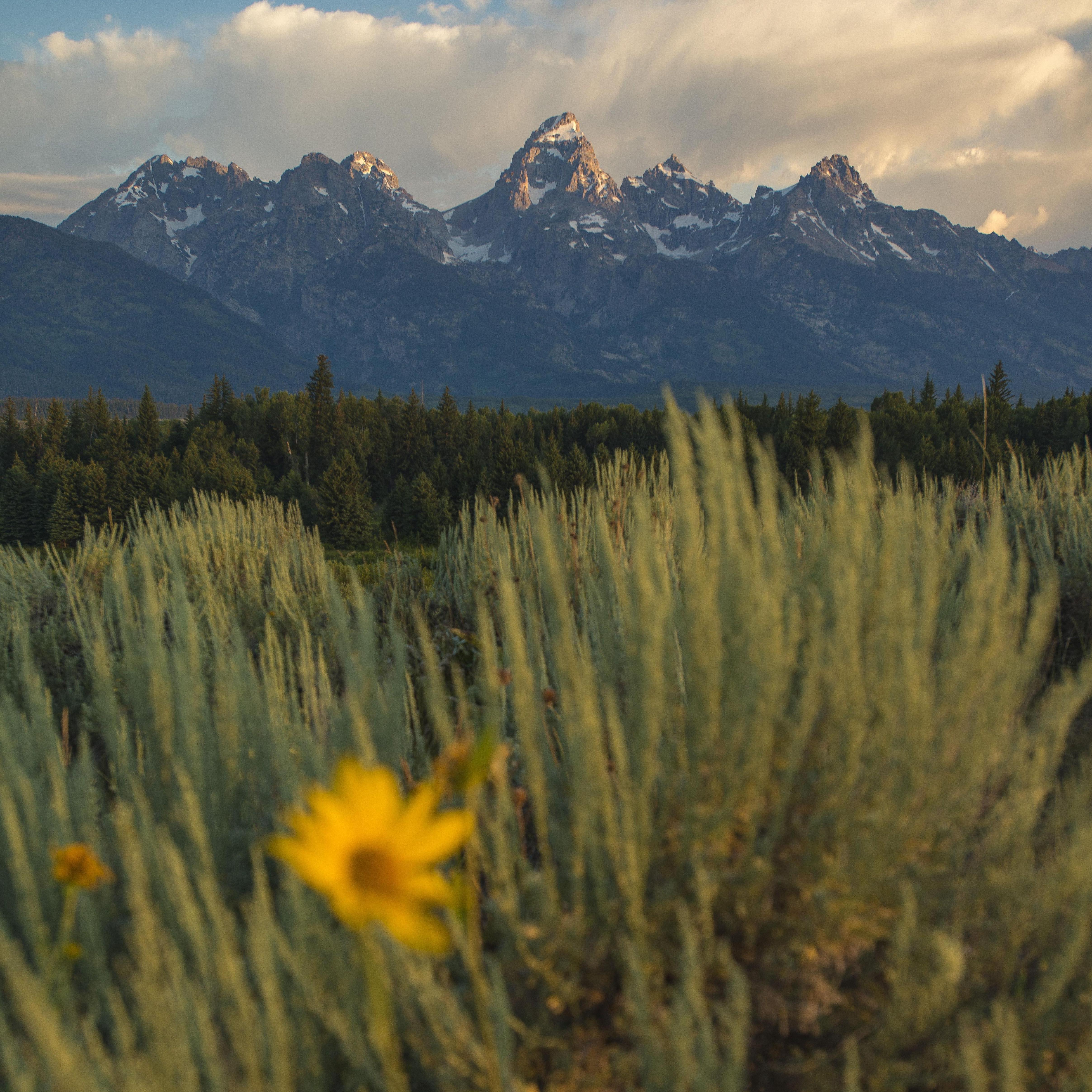 Views from the road in Grand Teton National Park.