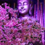 Blackbird Modern Asian restaurant