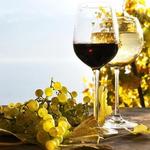 Wine Tasting and Winery Tours