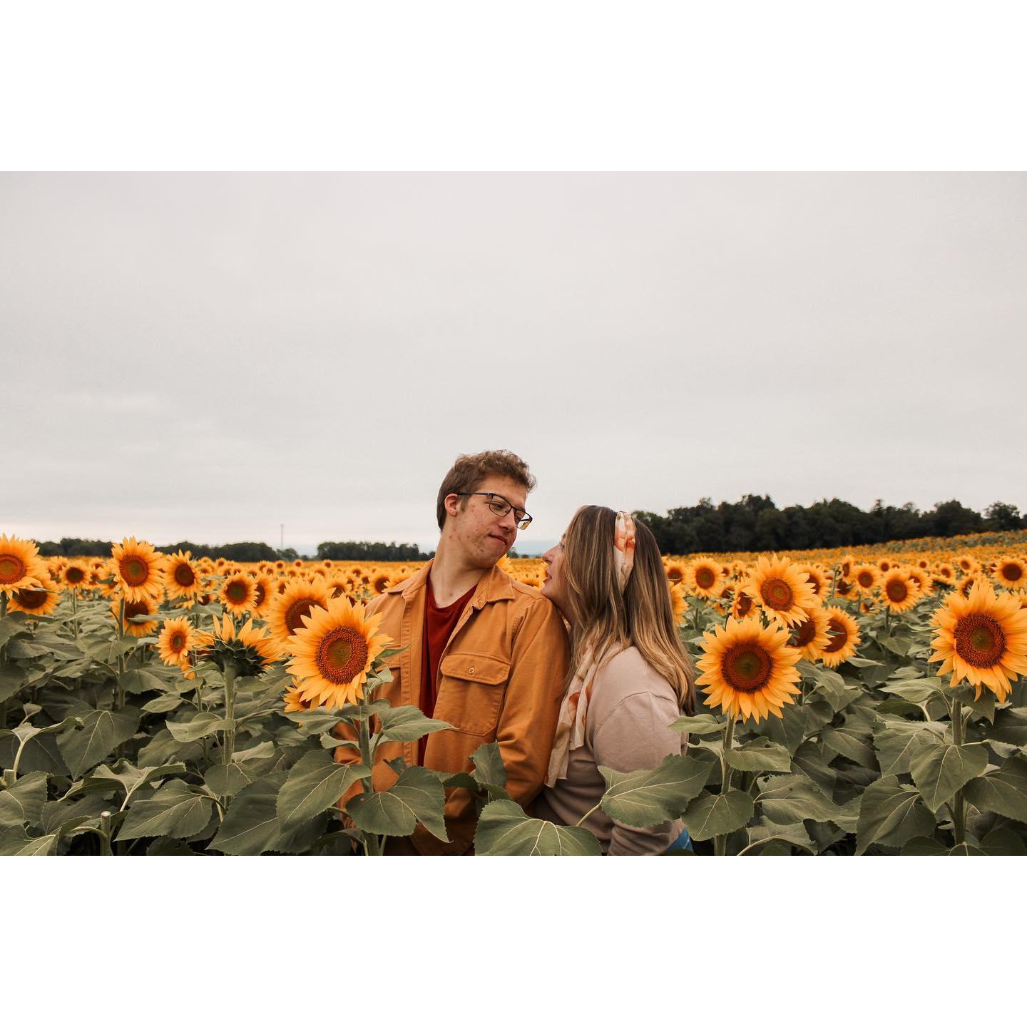 Sunflower field in Chambersburg, PA Fall of 2020