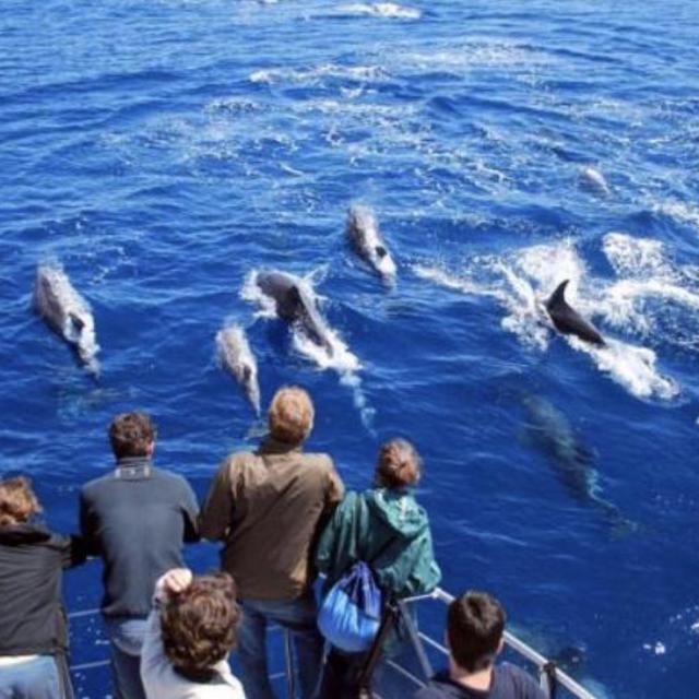 Honeymoon 3-hour whale watching cruise in the Azores
