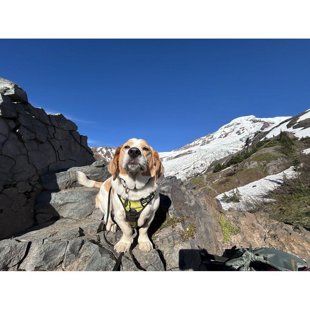 Loki celebrating his victory over Heliotrope Ridge, Mt. Baker, WA
