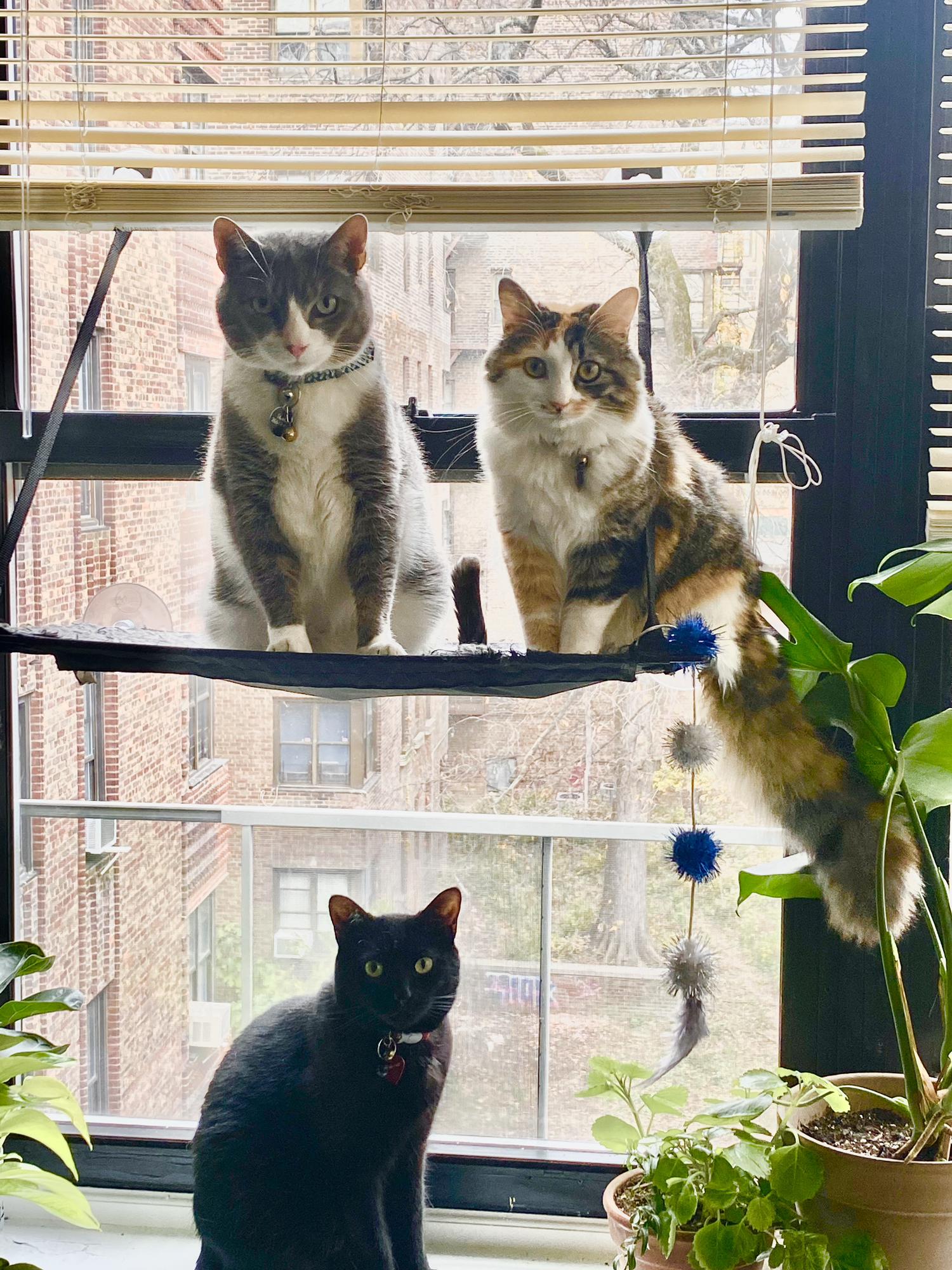 Oliver, Penelope, and, NolaJazz!